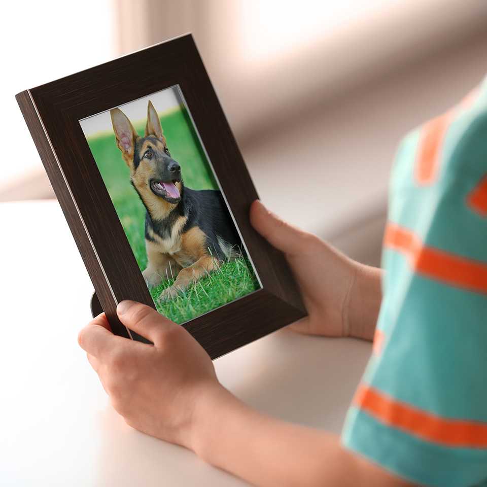 Dog in a photo