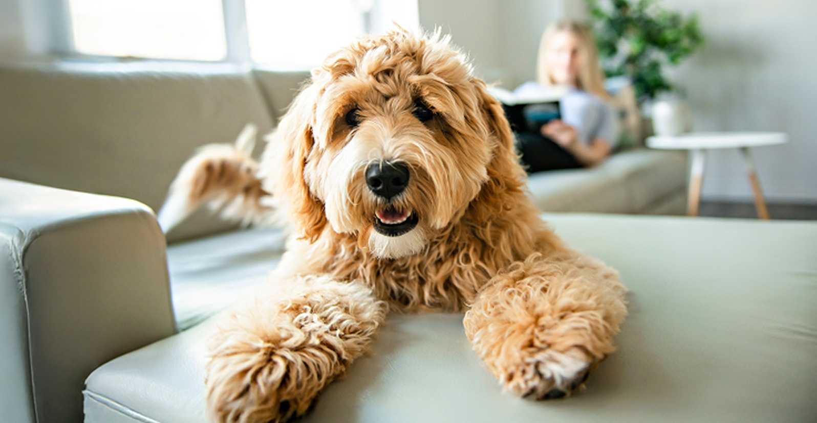Fluffy dog