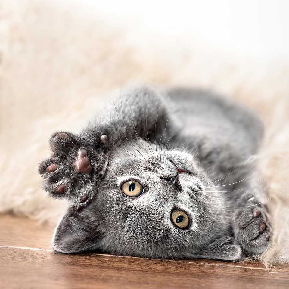 Grey kitten