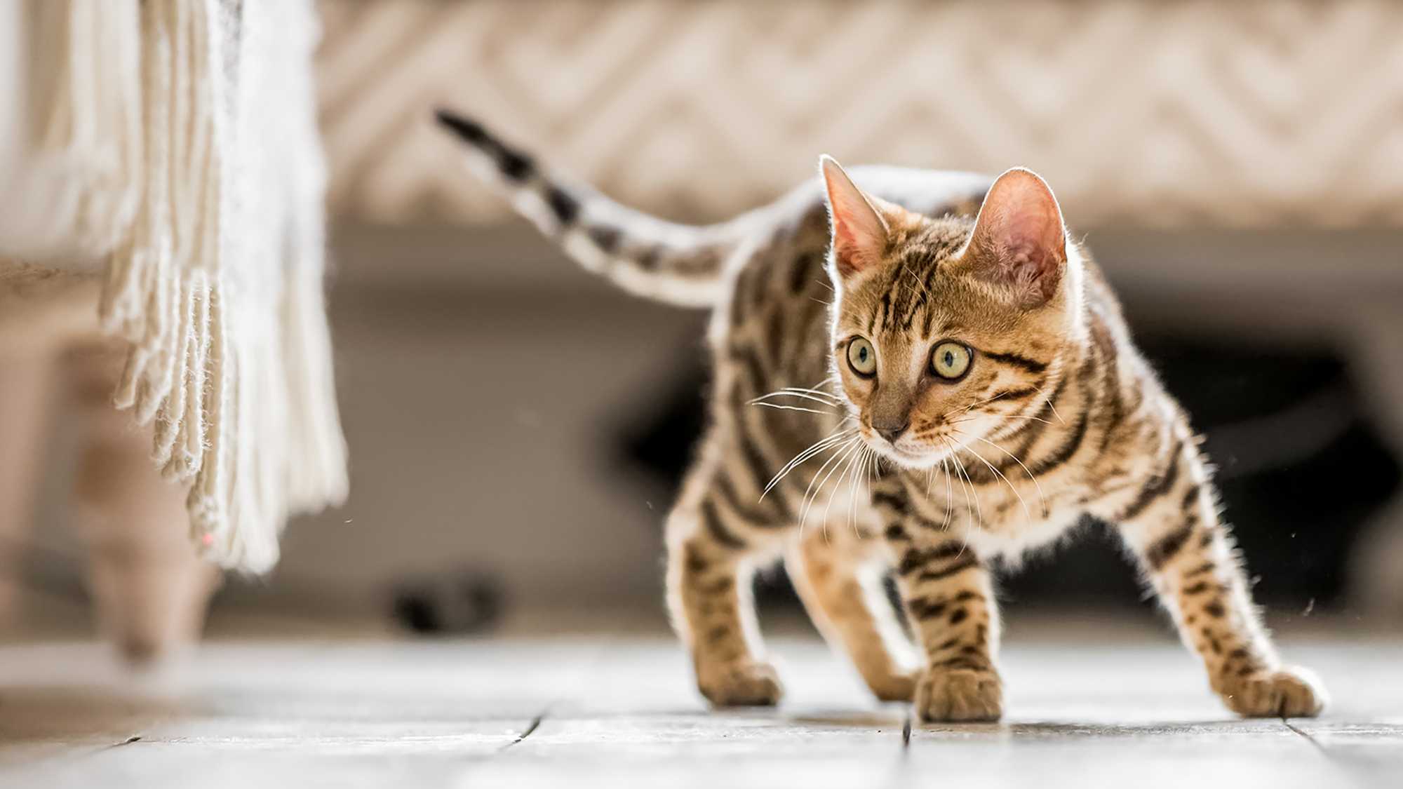 Kitten