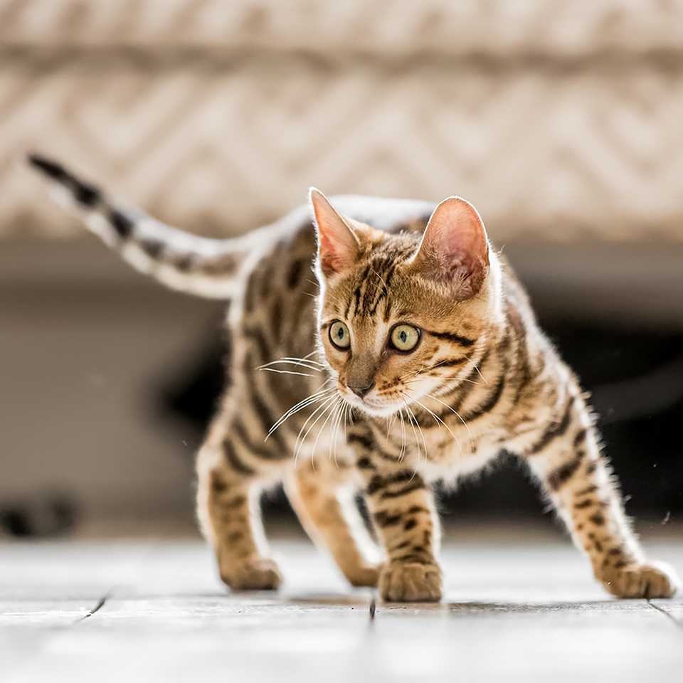 Kitten