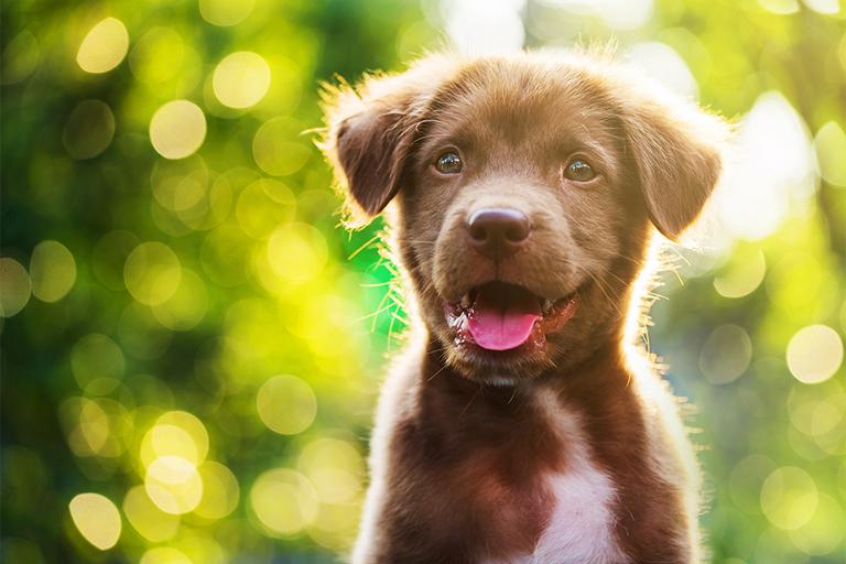 A happy brown puppy in a park.