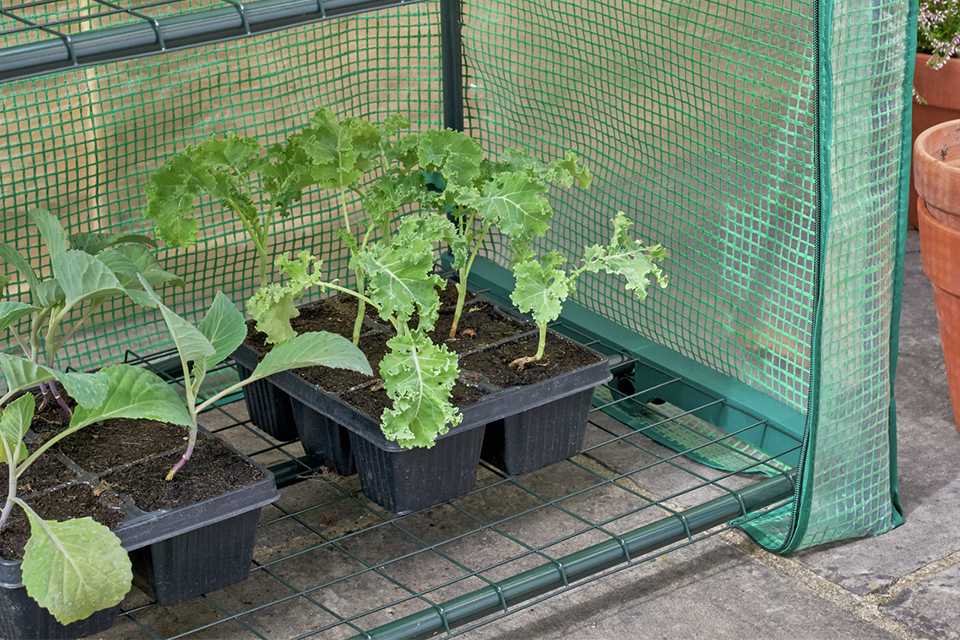 A close up image of McGregor 2 tier mini greenhouse.