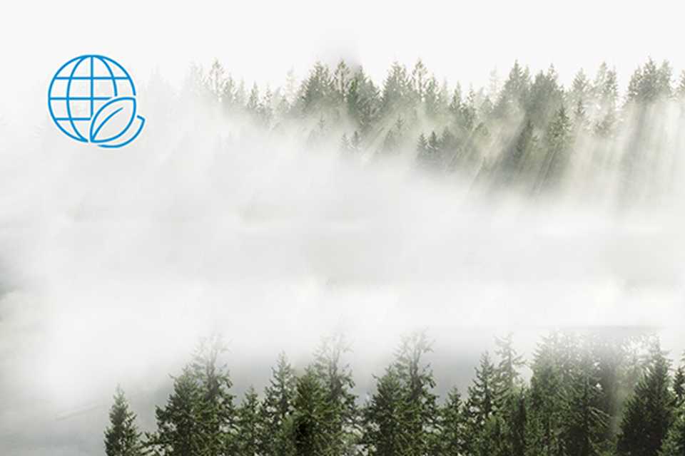 A foggy pine forest.