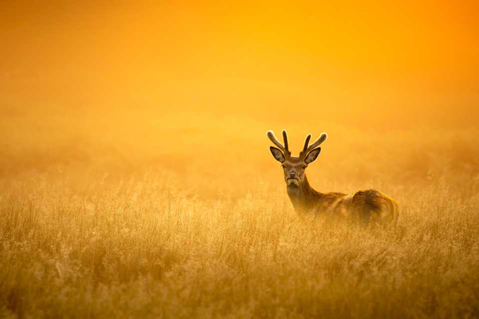 A wildlife photograph of a deer in field captured with Canon telephoto lenses.