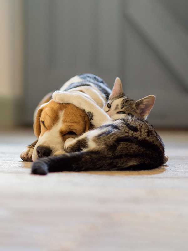 Find out more. Cover provided by Pinnacle Insurance plc. T&Cs apply.