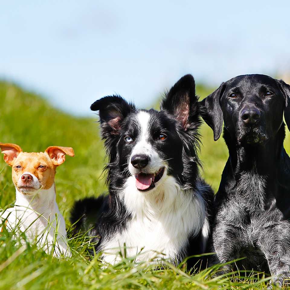 Three dogs