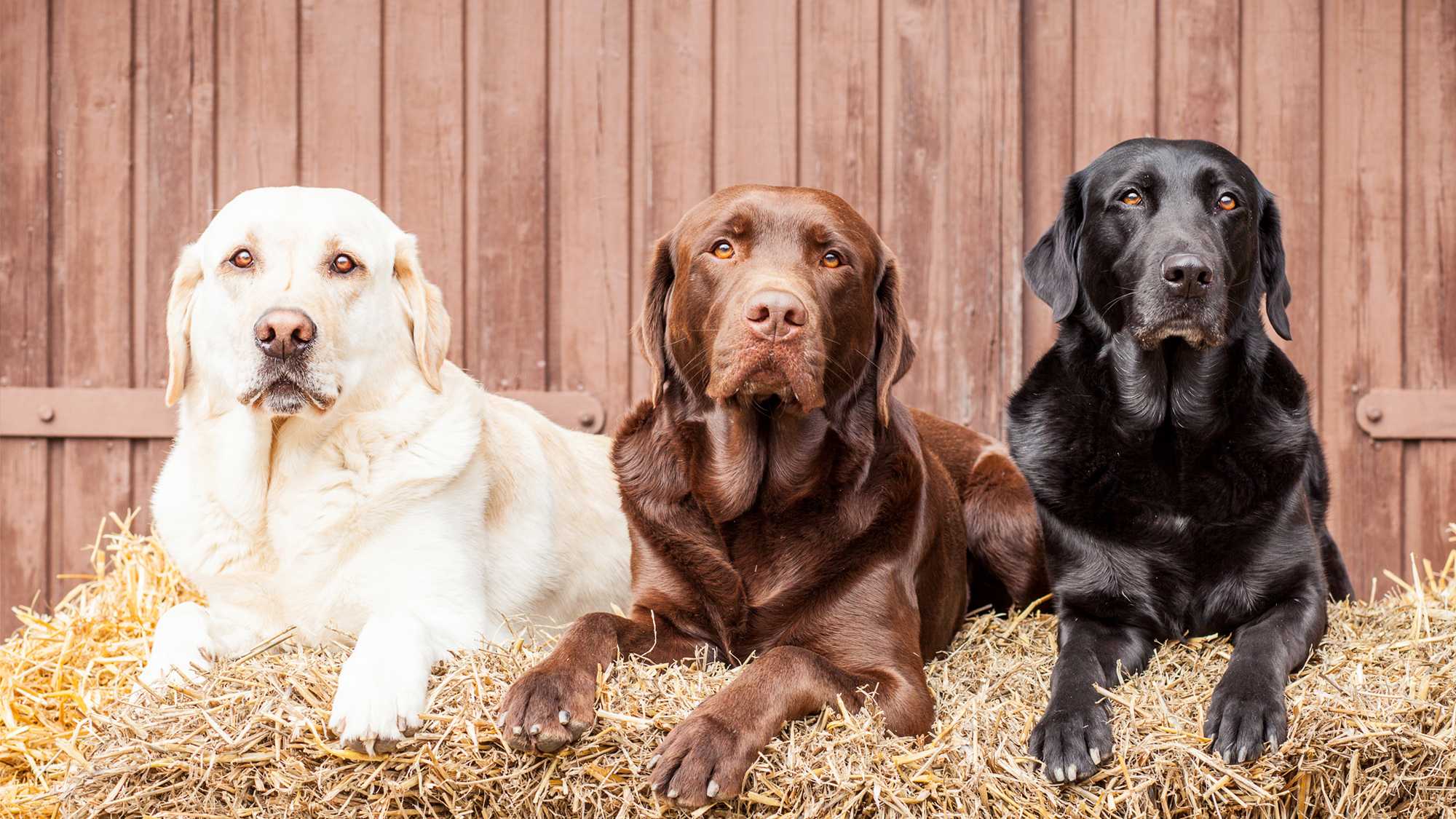 Three labs