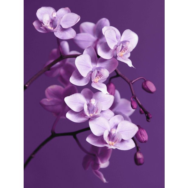 Buy Graham & Brown Purple Orchid Canvas at Argos.co.uk Your Online