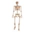 Argos Home Large Hanging Skeleton