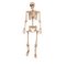 Argos Home Large Hanging Skeleton