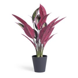 Habitat Artificial Tricolour Large Stromanthe Plant - 48cm