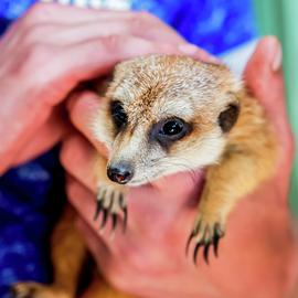 Activity Superstore Animal Encounters Gift Experience