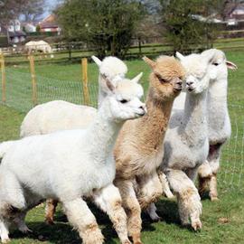 Red Letter Days Lucky Tails Alpaca Farm Gift Experience
