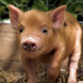 Buyagift Piggy Pet And Play For Two Gift Experience