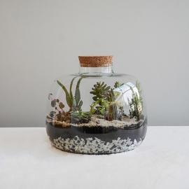 Ivyline Bowl Shape Large Terrarium DIY Kit