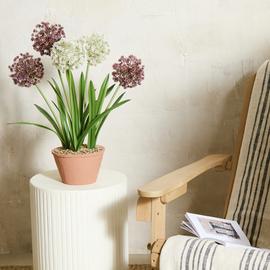 Argos Home 24 inch Tall Faux Allium Plant