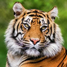 Activity Superstore Dudley Zoo Gardens For 4 Gift Experience