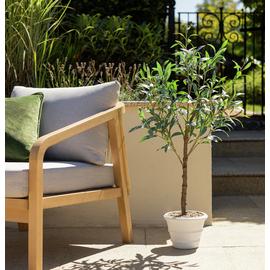 Home 53 inch Tall Faux Olive Tree