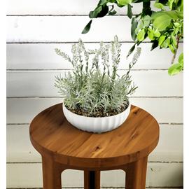 Garden XP Artificial White Lavender in White Ceramic Bowl