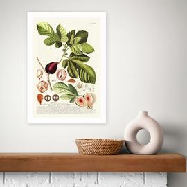 East End Prints Ficus Art Print