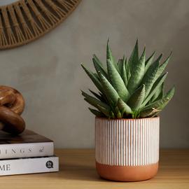 Habitat Terracotta Medium Planter - Orange