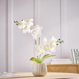 Argos Home Artificial White Orchids in Cream Ceramic Pot