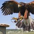 Falconry and Birds of Prey Gift Experience