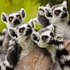 Meet Meerkat Servals and Lemurs Hoofarm Gift Experience