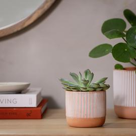 Habitat Terracotta Small Planter - Orange