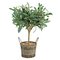 Argos Home Everyday Luxury Artificial Olive Tree