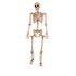 Halloween Large Hanging Skeleton