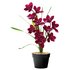 Argos Home Faux Cymbidium in Plastic Pot - Dark Pink