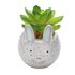 Argos Home Small Bunny Succulent Pot - 1 Provided
