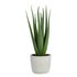 Argos Home Artificial Aloe in Ceramic Pot