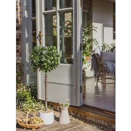 Garden by Sainsbury's Rounded Bay Tree in Pot