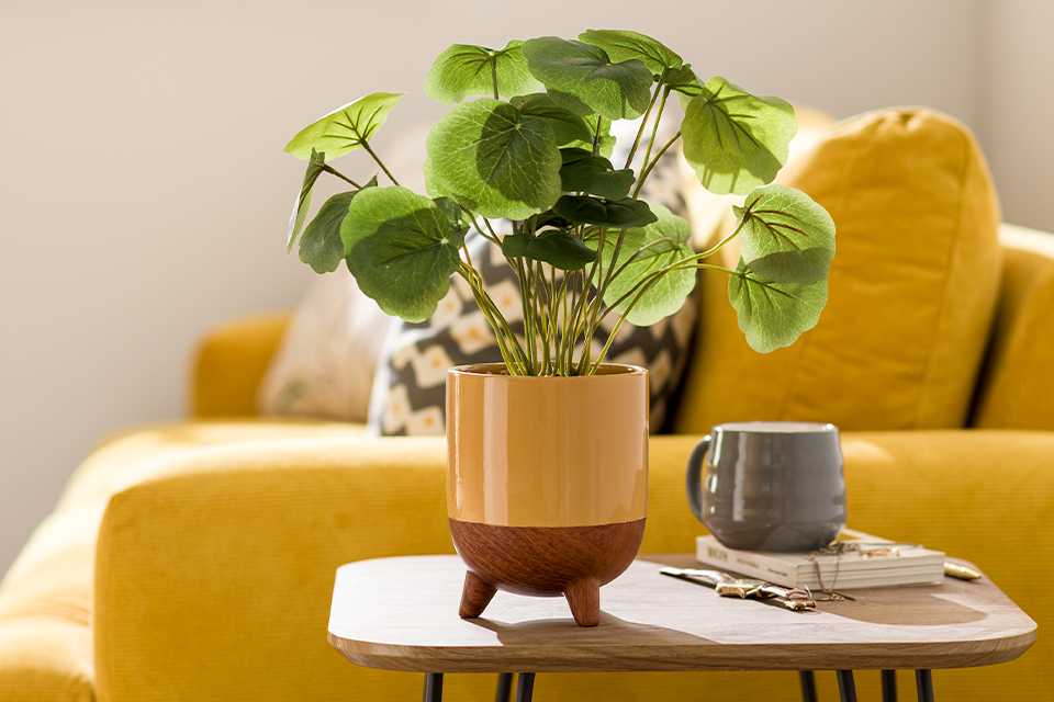 An indoor plant in a wooden and yellow ceramic tripod planter beside a yellow sofa.