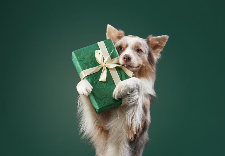 Gifts for your pets.