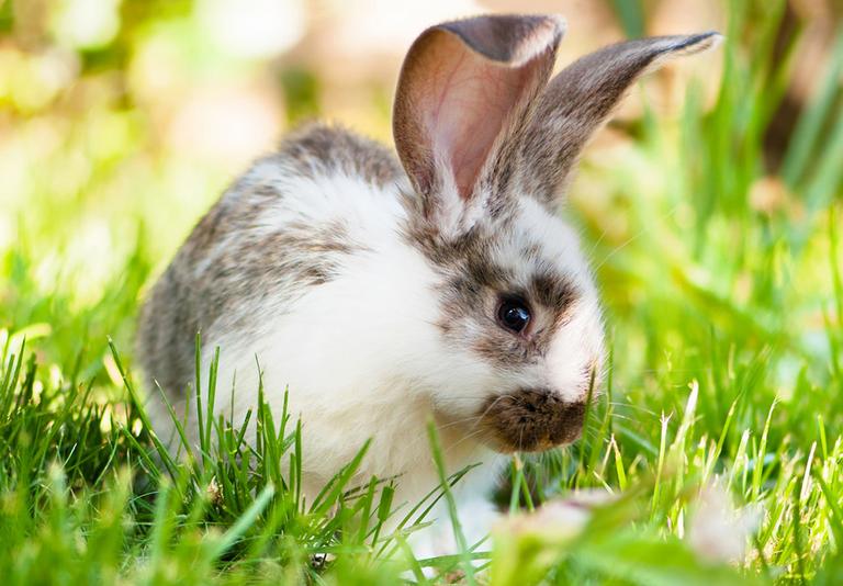 Pet Supplies Pet Shop Argos