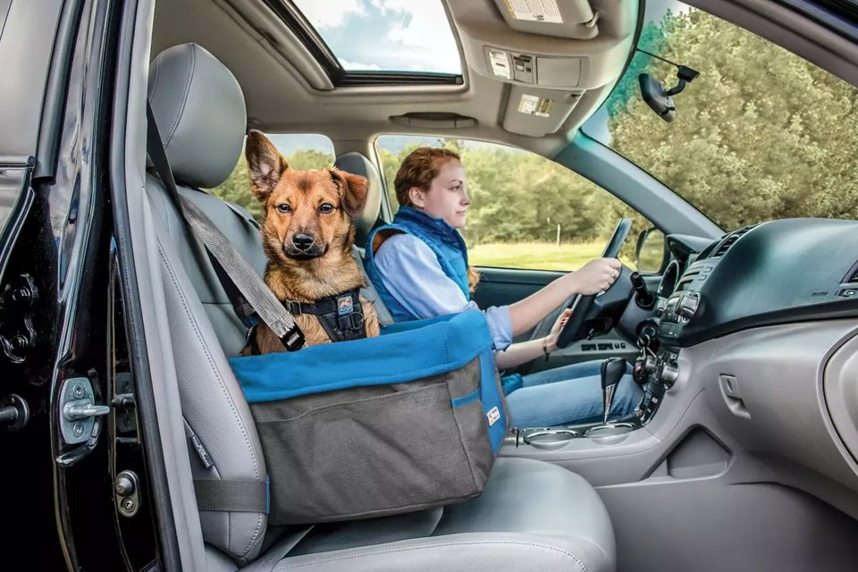 A dog sitting in a Kurgo Heath booster seat placed in a car.