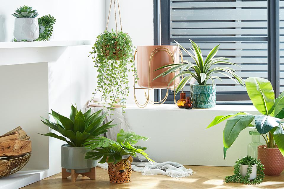 A collection of houseplants.
