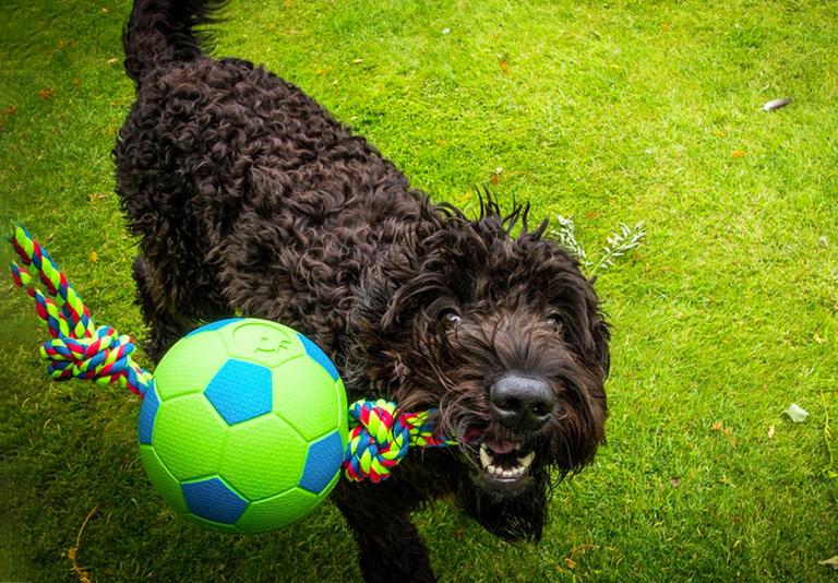 Dog Dog Accessories & Puppy Supplies Argos