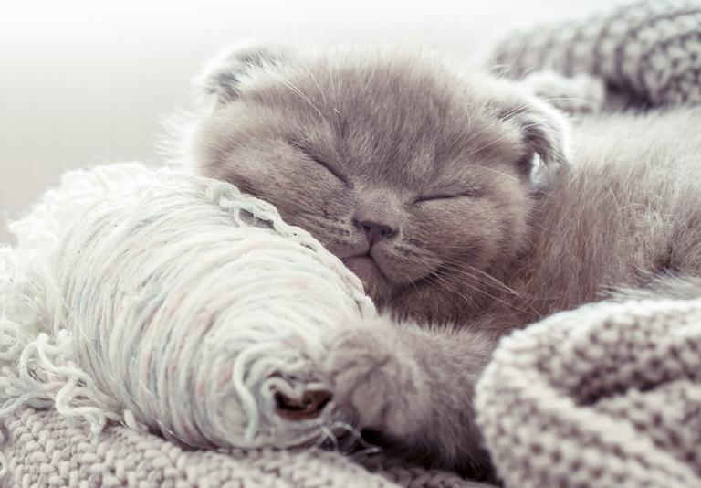 Pet Supplies Pet Shop Argos