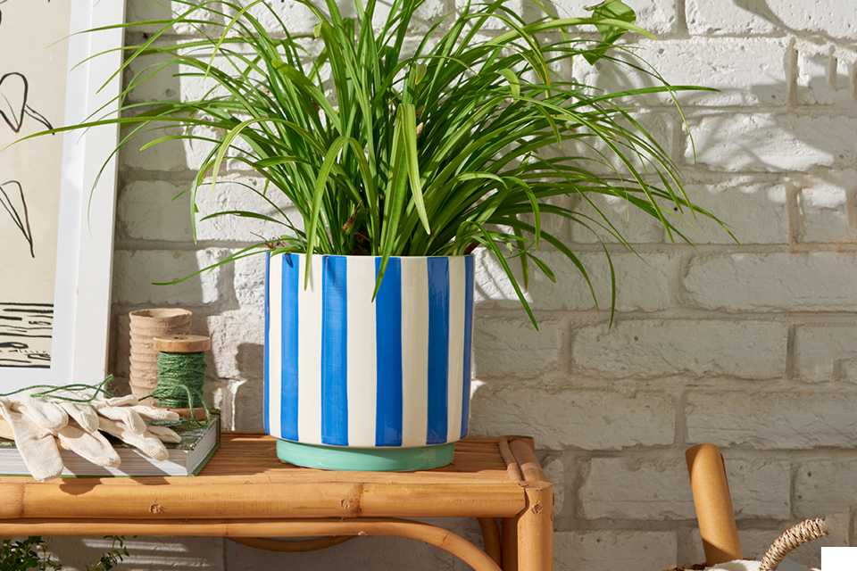 A Habitat blue stripe ceramic planter on a table.