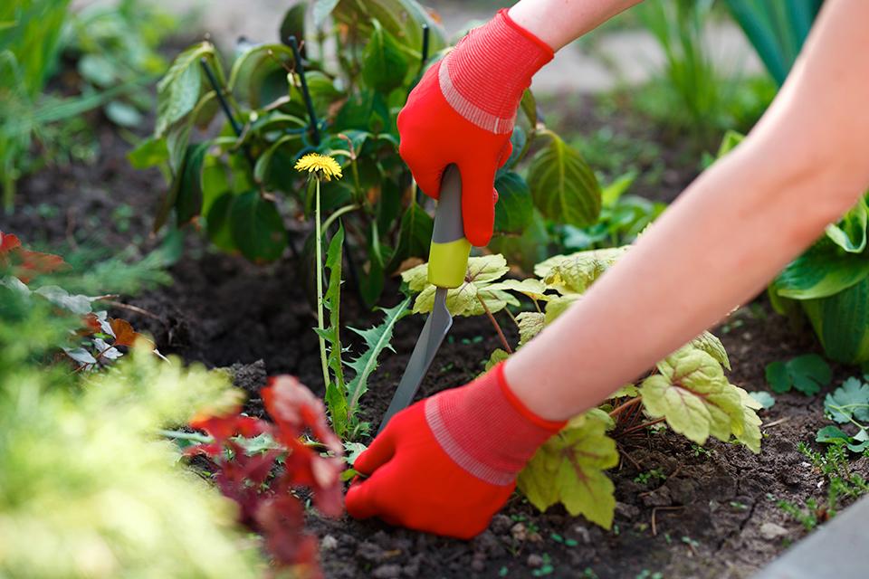 A woman wearing red gloves using a spade to dig out weed in a garden.