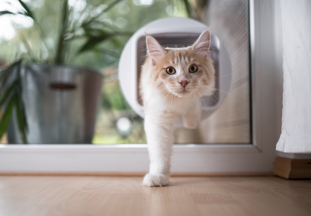 Cat Cat Accessories & Kitten Supplies Argos