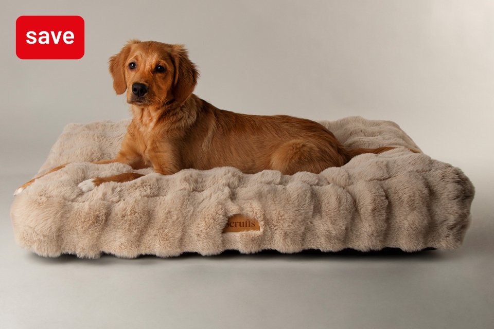 Save up to 30% on selected pet care. Savings for your furry friends.