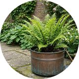 Accelopack Wood Fern Green Perennial Plant - Pack of 3.