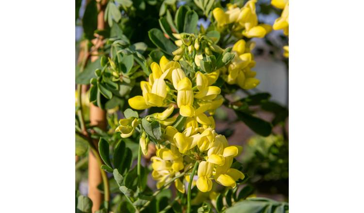 Marshalls Garden Coronilla 'Glauca Citrina' - 3 x 9cm Plants
