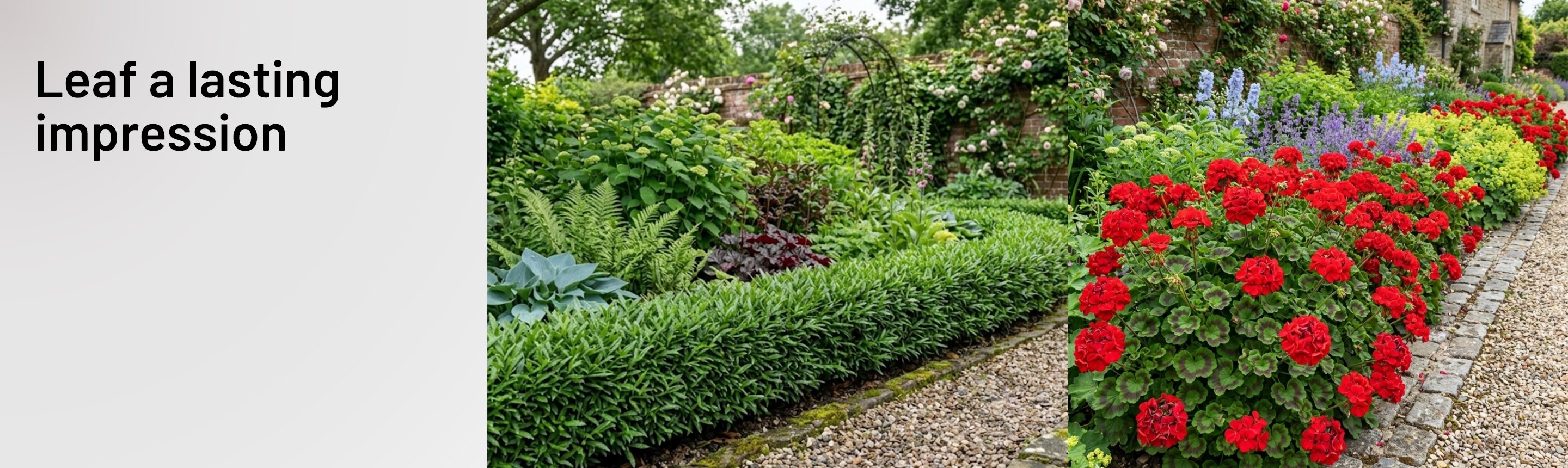 Split images of Prunus Sofia White Plant and Geranium Tornado Red Bedding Plants in a garden.